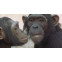 Le Peuple singe